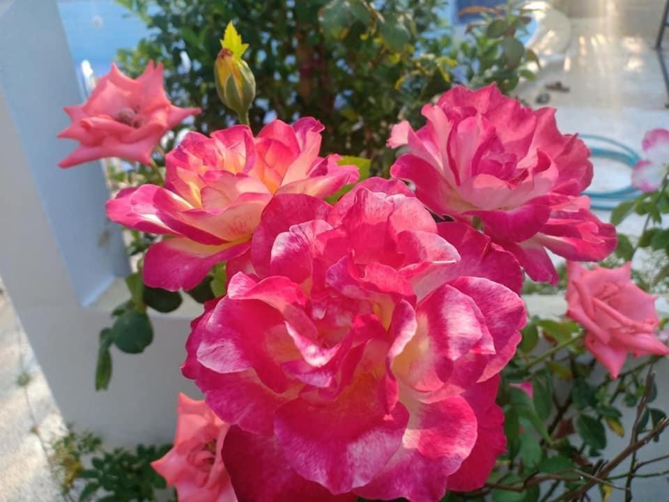 סיצ'ון Ekman Garden Resort מראה חיצוני תמונה
